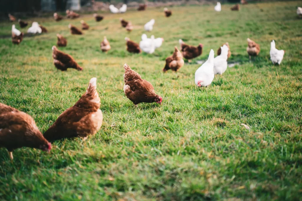 Independent Internal Control Review for Major State-funded Poultry Producer