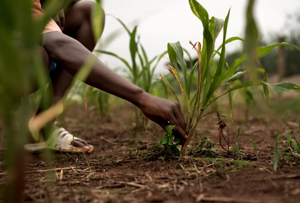 Whistleblowing investigation at Kenyan Flower Farm
